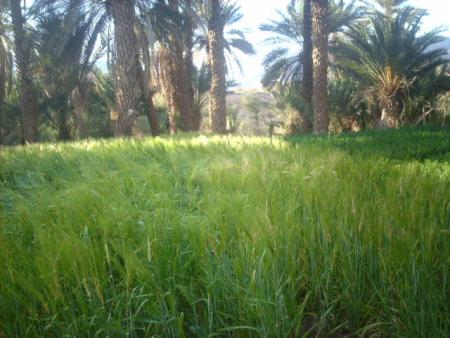 Toumzzin