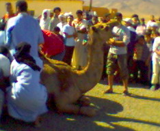 taramt (almogar ogadir m9ourn)