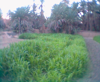 asngar