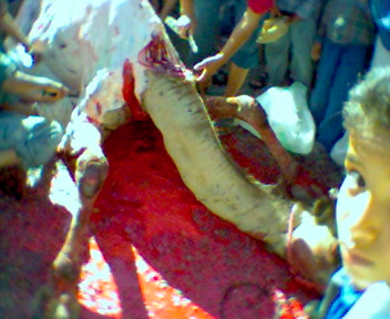 taramt (almogar ogadir m9ourn)