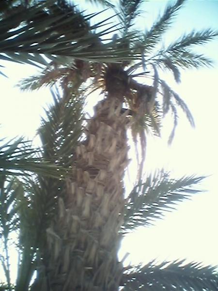 zr awdi zr