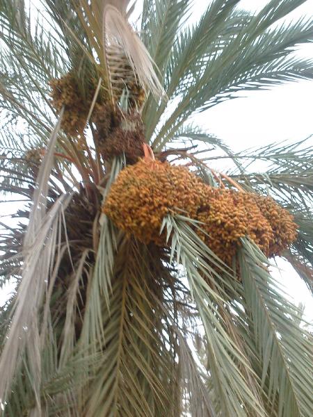 AblouH