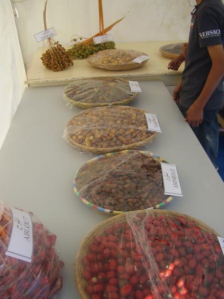 Almoggar 2008