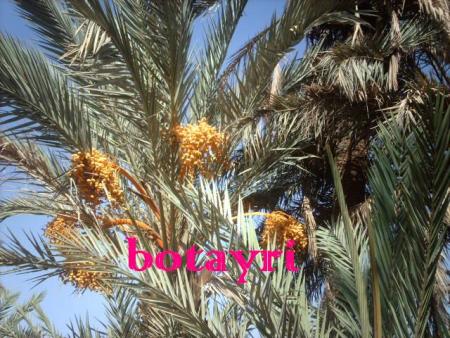 tazount